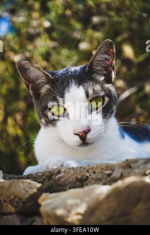 Portrait en gros plan d'un chat noir et blanc aux yeux verts en plein air Banque D'Images
