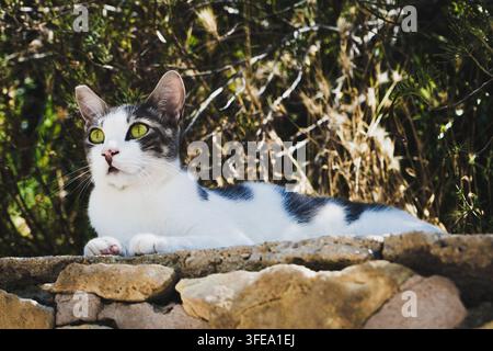 Portrait en gros plan d'un chat noir et blanc aux yeux verts en plein air Banque D'Images