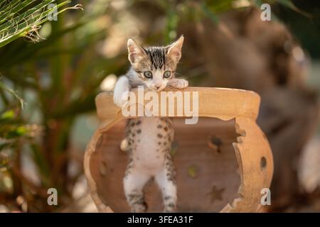 Chaton jette un coup d'œil par-dessus le bord d'un pot en terre cuite Banque D'Images