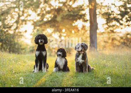 Aussiedoodle + Caniche royal + Chien d'eau espagnol Banque D'Images