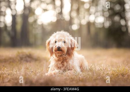 Cockapoo reposant sur de l'herbe sèche et regardant la caméra Banque D'Images
