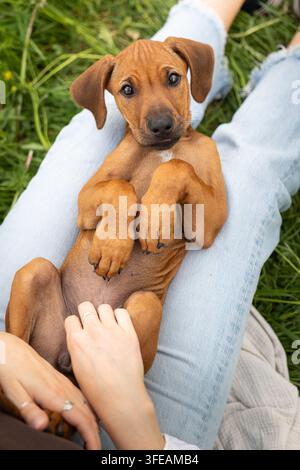 Puppy Rhodesian Ridgeback couché sur le dos Banque D'Images