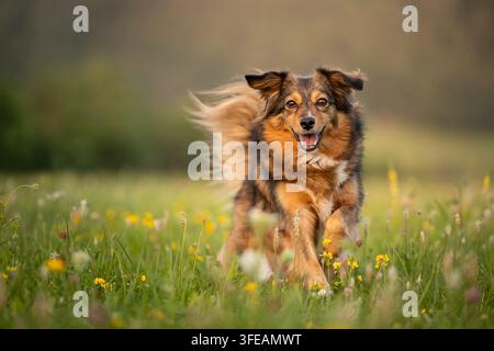 Chien de race mixte court à travers un pré fleuri en été Banque D'Images