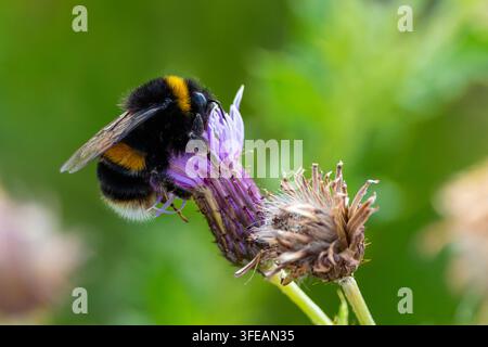 Bourdon ou abeille se nourrissant d’une fleur violette de « Centaurée commune », fleur sauvage. Insecte collectant du nectar pendant la saison de pollinisation estivale. Dublin, Irlande Banque D'Images