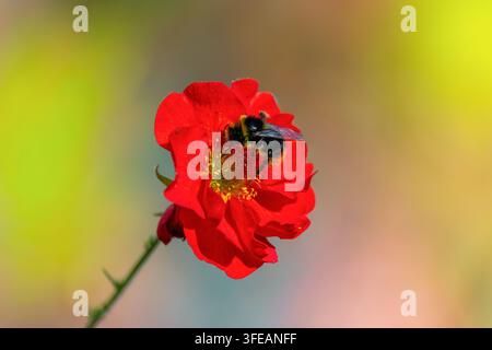 Abeille sur une fleur de "Geum" rouge "Mrs Bradshaw" collectant du pollen dans un jardin d'été, fond flou coloré. Dublin, Irlande Banque D'Images