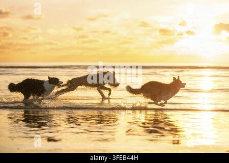 Border Collie Banque D'Images