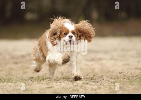 Cavalier King Charles Spaniel Banque D'Images