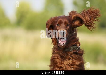 Setter Irlandais rouge Banque D'Images