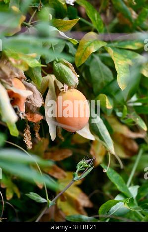 Vue rapprochée d'un fruit de la passion orange mûr suspendu à une vigne de passion tropicale, entouré d'un feuillage vert luxuriant, de pétales séchés et de verdure naturelle Banque D'Images