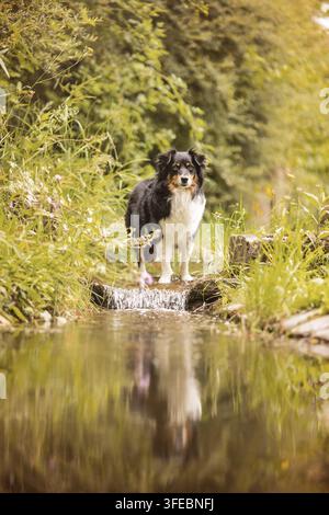 American Shepherd miniature Banque D'Images