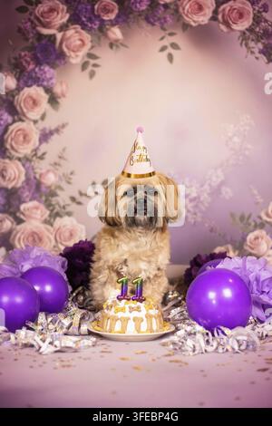 Shih Tzu Banque D'Images