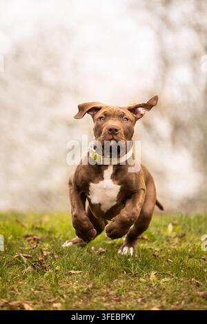Un chiot American Bully XL court à travers une prairie Banque D'Images