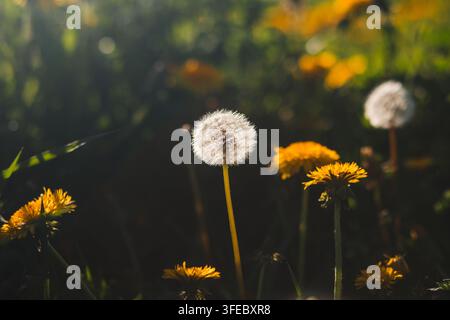Tête de graine de pissenlit blanc et duveteux poussant parmi des fleurs jaunes dans une prairie. La lumière du soleil en contre-plongée met en valeur la nature douce et l'espoir du printemps. Banque D'Images
