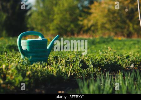 Arrosoir en plastique bleu posé sur l'herbe verte dans un jardin ensoleillé. Concept de soins des plantes au printemps et d'horticulture en arrière-cour. Banque D'Images