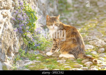 Chat domestique assis sur des pavés à côté de fleurs Banque D'Images