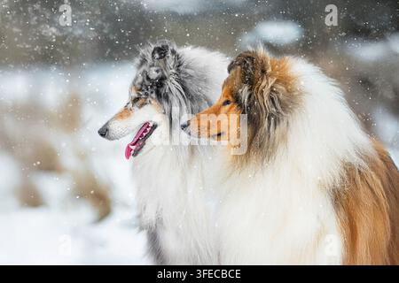 Deux Rough Collies côte à côte dans la neige Banque D'Images