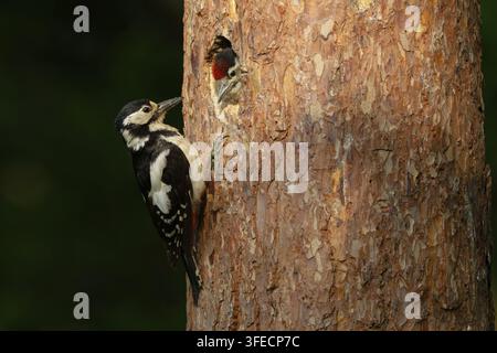Great spotted woodpecker Banque D'Images