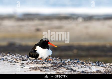 Mère et petit d'Oystercatcher eurasien couvant sur une plage couverte de coquillages au bord de la côte Banque D'Images