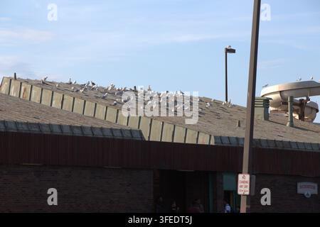 Un grand groupe de mouettes repose sur le toit métallique incliné d'un bâtiment de bain en briques par une journée claire. Banque D'Images