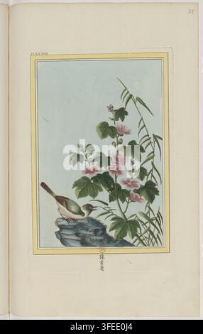 Une illustration botanique tirée de "Collection précieuse et enluminée des fleurs les plus belles et les plus curieuses", une publication de 1776. Banque D'Images