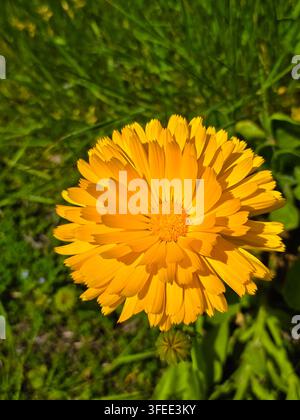 Fleur de calendula orange vif en pleine floraison devant un feuillage vert du jardin Banque D'Images