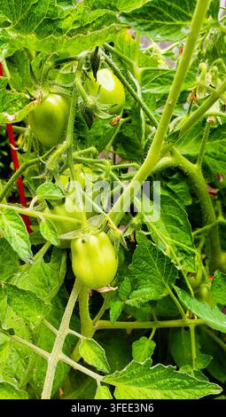 Tomates vertes immatures poussant sur une plante de tomate Banque D'Images