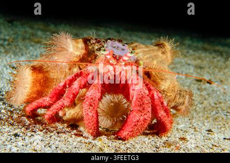 Crabe ermite rouge, Dardanus arrosor, avec Hermit anemone, Calliactis parasitica, Tamariu, Costa Brava, Espagne, mer Méditerranée Banque D'Images
