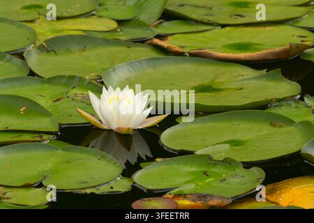 Nymphaea odorata (Nymphaea odorata), rampe de mise à l'eau de Pickerel Lake, Connecticut Banque D'Images