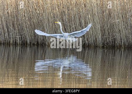 Grande aigrette Banque D'Images
