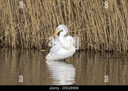 Grande aigrette Banque D'Images
