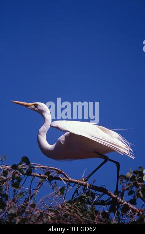 GRUE BLANCHE (ARDEA ALBA) ÉGALEMENT CONNUE COMME GRANDE HÉRON BLANC SUR LE POINT DE S'ENVOLER D'UN ARBRE DANS LA RÉGION DE KIMBERLEY, EN AUSTRALIE-OCCIDENTALE. Banque D'Images