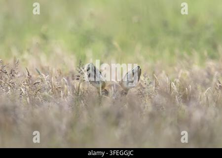 Chevreuil se cachant dans les hautes herbes Banque D'Images