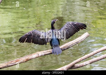 Grand cormoran (Phalacrocorax carbo) aux ailes déployées dans un étang, zoo de Budapest, Budapest, Hongrie Banque D'Images