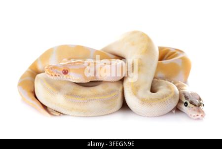 Pythons royal in front of white background Banque D'Images