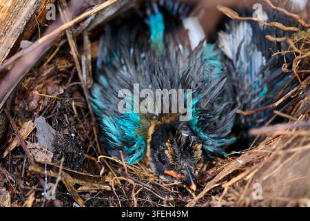 Grossissement de poussins de merle dans le nid Banque D'Images