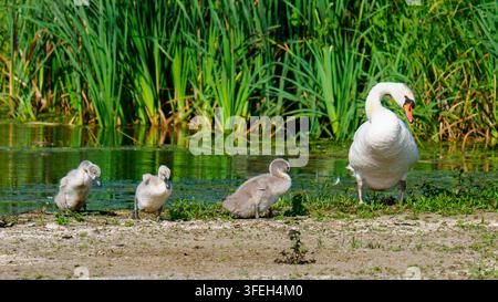 Cygne trompette avec trois cygnets marchant sur les berges d'un étang avec des roseaux verts à Nieuwe Driemanspolder Banque D'Images