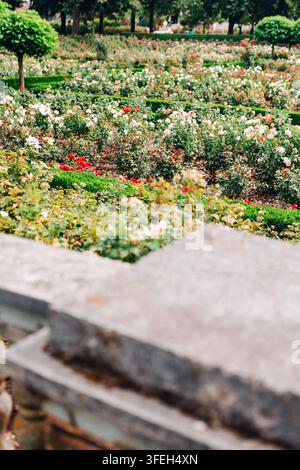 Grand jardin public de roses avec des fleurs en pleine floraison Banque D'Images