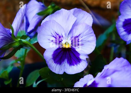 Close-up de fleur de pensée violette et blanche vibrante Banque D'Images