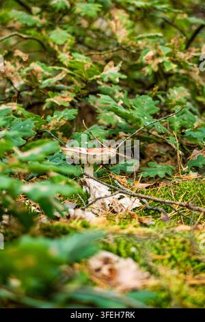 Perspective en contre-plongé d'un champignon sauvage de forêt entouré de mousse verte vibrante, de feuillage de chêne et d'arbres en arrière-plan flou. Banque D'Images