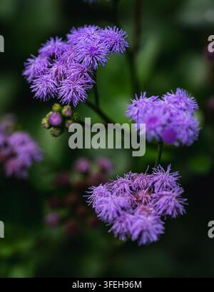 Close-up de fleurs violettes vives en forme de fil de dentelle en fleurissement dans un jardin Banque D'Images