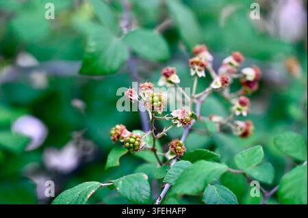 Macro photographie horizontale en gros plan de jeunes grappes de mûres immatures montrant de petites drupes vertes et rougeâtres se développant sur une branche au milieu de fre Banque D'Images