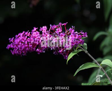 Bourrache papillon, œil orange ou Lilas d'été, Buddleja davidii, Scrophulariacées. Chine, Asie. Banque D'Images