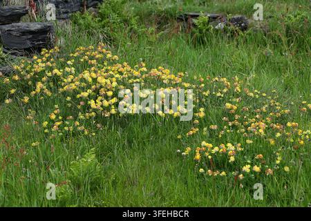 Gaillet des vignes commun, Gaillet des vignes ou Plante cicatrisante, Anthyllis vulneraria subsp. corbierei, Fabacées. Sud-Ouest du Pays de Galles, Royaume-Uni. Banque D'Images