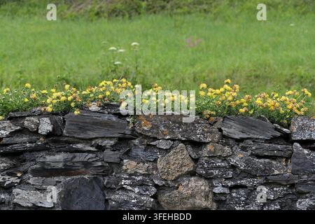 Gaillet des vignes commun, Gaillet des vignes ou Plante cicatrisante, Anthyllis vulneraria subsp. corbierei, Fabacées. Sud-Ouest du Pays de Galles, Royaume-Uni. Banque D'Images