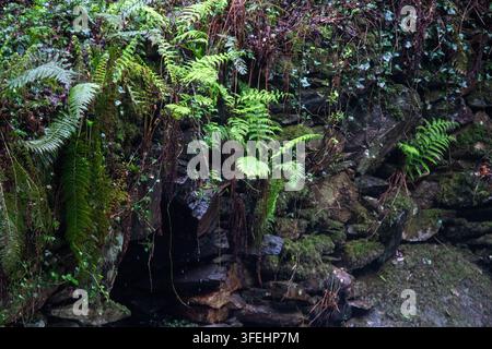 Photographie rapprochée détaillée de fougères vert vif et de vignes suspendues poussant hors d'un mur de pierre sombre et humide. La mousse vert foncé recouvre les alentours Banque D'Images
