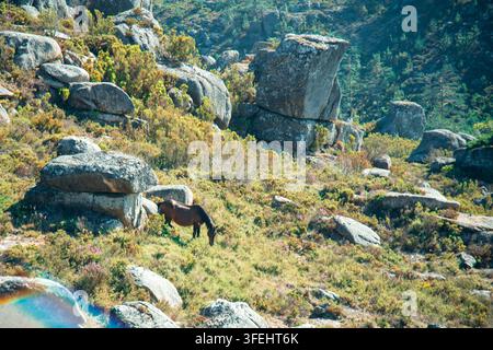 Une photographie de paysage panoramique montrant un petit troupeau de chevaux sauvages paissant sur une pente montagneuse couverte d'herbe et de bruyère, entourée de gros blocs de granit Banque D'Images