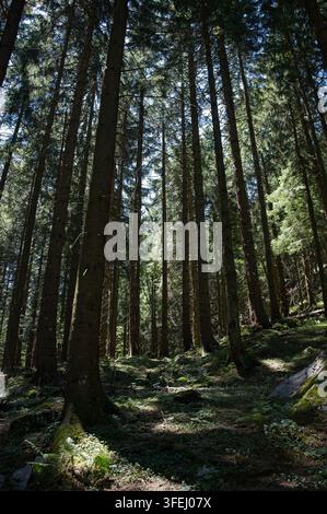 Des pins et des sapins droits et élancés s'élevant vers le ciel dans une forêt alpine dense baignée de soleil sur le versant de la montagne Predigstuhl à Bad Goisern. Banque D'Images
