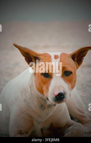 Portrait d'un chien errant brun et blanc allongé au sol, alerte avec les oreilles dressées et un regard direct Banque D'Images