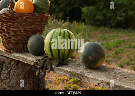 Variétés d'agrumes sur un banc en bois rustique Banque D'Images