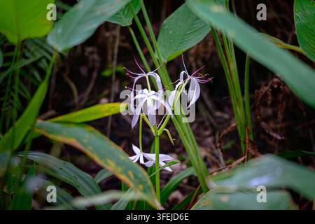 Une lys aquatique fleurit avec des fleurs violet clair et des étamines roses dans la marais des Everglades. Elle a des feuilles étroites en forme d'épée. Elle est entourée de grandes-l Banque D'Images